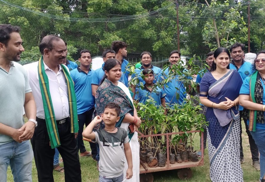 Saplings ready for plantation